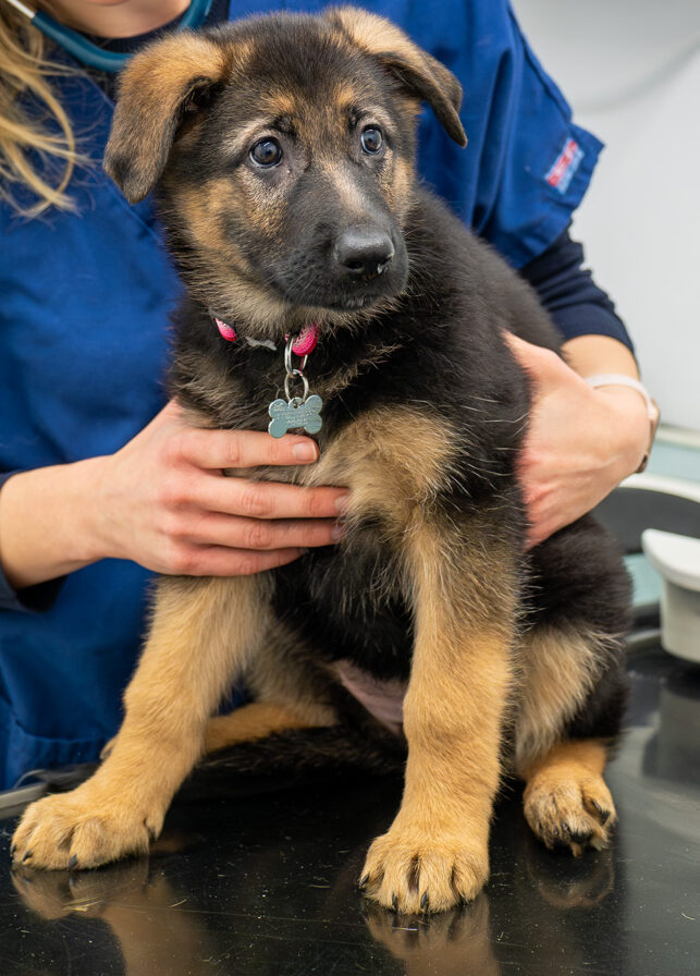 The Willows Veterinary Group - Hampton (Web) 029